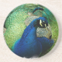 Blue Peacock Coaster