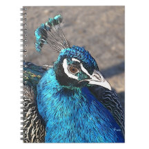 blue peacock spiral notebooks