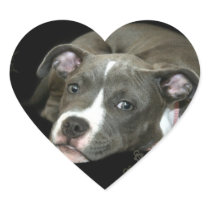 Blue Pitbull Puppy heart stickers