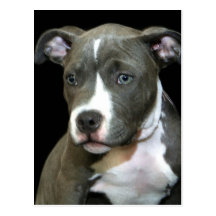 Blue Pitbull Puppy Post Cards