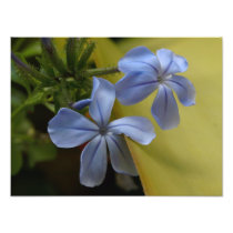 Blue Plumbago blossoms Photo Art