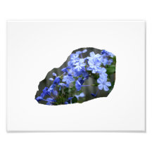 Blue Plumbago Flowers Cascade Photo