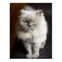 Blue Point Himalayan Cat looking irritated Post Card