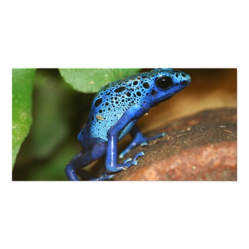 blue poison arrow frog customized photo card