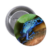 blue poison arrow frog pins