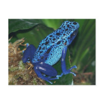Blue Poison Arrow Frog Portrait Post Cards