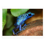 blue poison arrow frog post cards