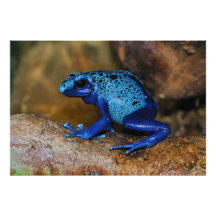 Blue Poison Dart Frog Dendrobates Azureus Photo