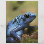 Blue Poison Dart Frog Flyers