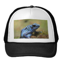 Blue Poison Dart Frog Hats