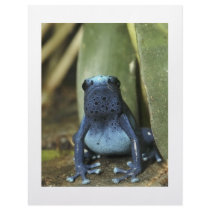 Blue Poison Dart Frog