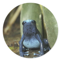 Blue Poison Dart Frog