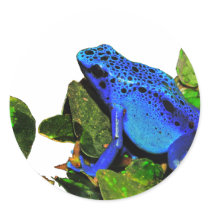 Blue Poison Dart Frog Round Sticker
