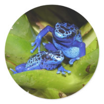 Blue Poison Dart Frogs In Leaf 1 Sticker