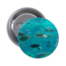 Blue pool of cichlids swimming around design buttons