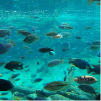 Blue pool of cichlids swimming around design photo cut outs