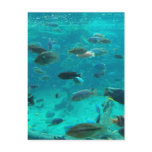 Blue pool of cichlids swimming around design postcard