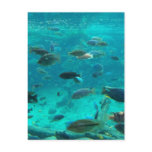 Blue pool of cichlids swimming around design postcards