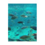 Blue pool of cichlids swimming around design postcards