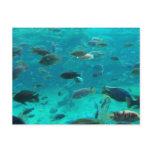 Blue pool of cichlids swimming around design post card