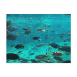Blue pool of cichlids swimming around design postcard
