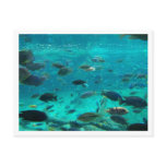 Blue pool of cichlids swimming around design postcards