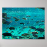 Blue pool of cichlids swimming around design print