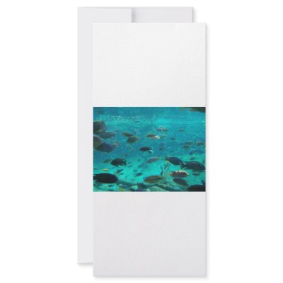 Blue pool of cichlids swimming around design rack card by SusansZooCrew