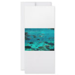 Blue pool of cichlids swimming around design rack cards