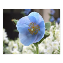 Blue Poppy 14" x 11" Photo Print