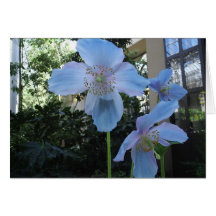 Blue Poppy Cards