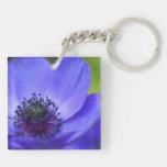 Blue Poppy Flowers