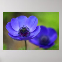 Blue Poppy Flowers