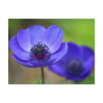Blue Poppy Flowers Save The Date