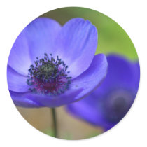 Blue Poppy Flowers