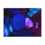 Blue Purple Rose