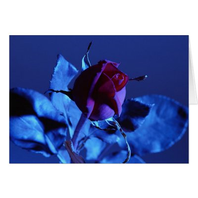 Blue Rose Card by thevault