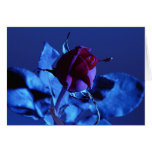 Blue Rose Card
