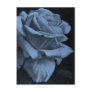 Blue Rose Painting Post Card