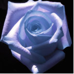 Blue Rose Pin Photo Cutouts