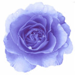 Blue Rose Pin Acrylic Cut Outs