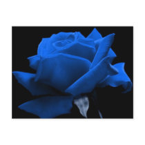 Blue Rose Postcards