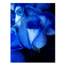 BLUE ROSES POSTCARDS