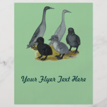 Blue Runner Duck Family Full Color Flyer