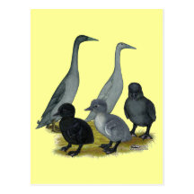 Blue Runner Duck Family Postcard