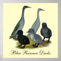 Blue Runner Duck Family Posters