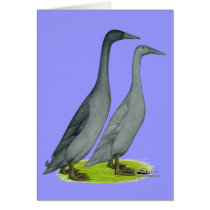 Blue Runner Ducks