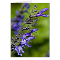 Blue Salvia Greeting Cards
