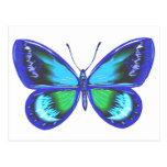 Blue Shy Post Cards