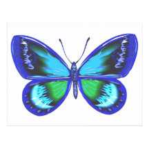 Blue Shy Post Cards